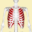 호흡에 관여하는 상후거근, 하후거근과 늑간근의 해부학과 기능 이미지