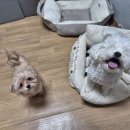 애견호텔 몽몽 네이버블로그