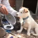 귀여워 강아지 이미지