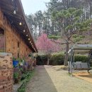 기장애견 | 기장카페 유정1995 기장 본점 병산저수지 벚꽃 카페 애견 동반 후기