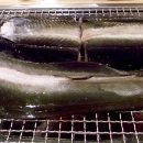 풍천장어 직판구이 이미지