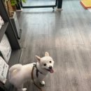 예쁘개해줄개 이미지