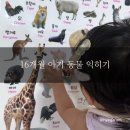 새부천성 | 16개월 아기 동물 익히기｜벽보·자석·낱말카드 활용 후기