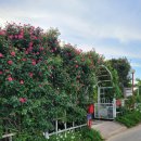 꽃이랑나무랑 | 논산 꽃이랑 나무랑 논산 장미 카페 대전 근처 가볼 만한 곳 반려동물 동반 가능 카페 내돈내산 방문 후기