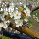 배나무숲 | [천안 가볼만한곳] 직산 배나무숲 카페 배꽃 시즌 후기