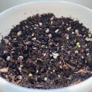 나주곰탕황순옥며느리 이미지