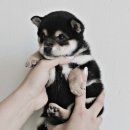 버디독 강아지분양 안심분양센터 서울 영등포점 이미지