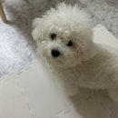 예쁘면 다개 이미지