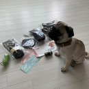 주식회사 대리고 | 수원 메쎄 애니 펫쇼 가시기전에 꼭 봐야하는 글 (주차정보)
