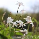 쟈스민2 이미지