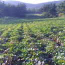 원두골농장 이미지