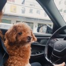 24시 글로리 동물병원 이미지