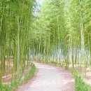 섬진강대나무숲길 이미지