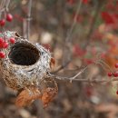 빛의 둥지 이미지