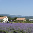 라벤더 이미지