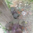 차즈기를 찾아서 이미지