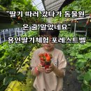 블루베리사슴농장 | "딸기 따러 갔다가 동물원 온 줄 알았네요" 용인딸기체험 농장 포레스트벨 후기