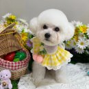 뉴데이 반려견 미용실 이미지