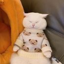 주디