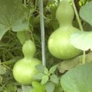 대박농장2 이미지