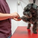 마스터 동물의료센터 이미지