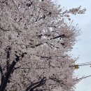 이충초등학교 | 평택 부락산 둘레길 벚꽃 명소 드라이브 추천 및 걷기대회 후기