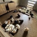 서운농장 이미지