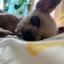 <b>나의</b> <b>작은</b> <b>강아지</b>