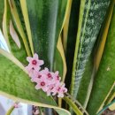 호야약국 이미지