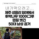 성읍리-17 이미지