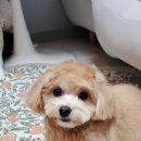 댕발소 이미지