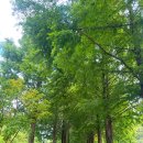 큰맘할매순대국 영월남면점 이미지