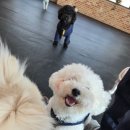 멍데이 유치원 | 대형 실내공간 창원애견유치원 용원동애견유치원 멍데이유치원