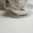 프리티 도그&캣 이미지