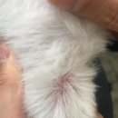 계룡애견 이미지