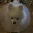 헤세드동물병원 이미지