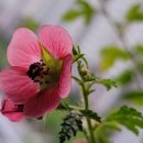 부용수지 이미지