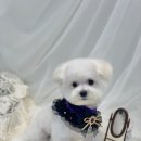 빵독 반려미용실 이미지