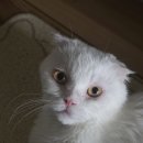 포포동물병원 이미지