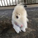 우천정 | 제주도 웨딩스냅 '미묘' 촬영 후기