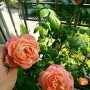 해피농장 이미지