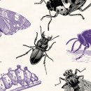 Insects Vintage Engraving Illustrations 이미지