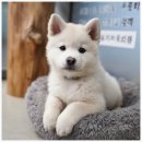 버디독 고양이분양 강아지분양 안심분양센터 인천점 이미지