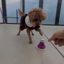 가치있개 이미지