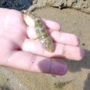 마차진해수욕장 이미지