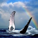 고래문화가 있는날 이미지