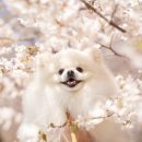 11305-15-722-2 | 강아지 웨딩스냅 모메리필름 계약 후기 가격·구성 총정리📷 +짝꿍코드