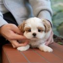 송이로14길 이미지