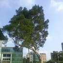 중부-현장-중부-1453 | 서울...재동 백송