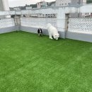 마이댕댕스쿨 이미지